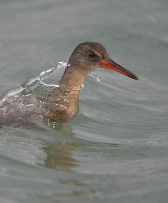 Clapper Rail (Rallus longirostris) photo