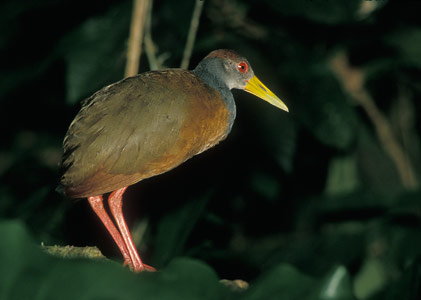 Gray-necked Wood-Rail (Aramides cajanea) photo