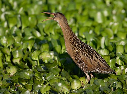 King Rail (Rallus elegans) photo