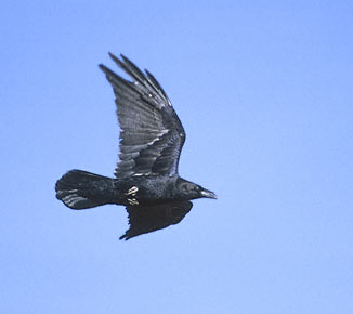 Chihuahuan Raven (Corvus cryptoleucus) photo image