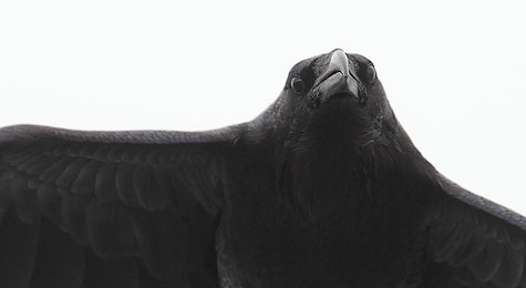 Common Raven (Corvus corax) photo