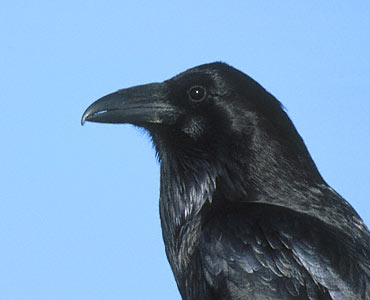 Northern Raven (Corvus corax) photo image
