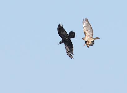 Northern Raven (Corvus corax) photo image