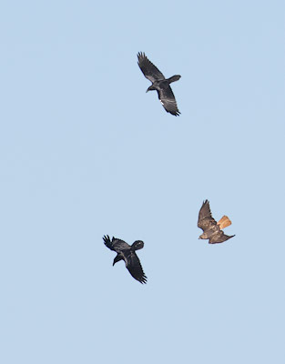 Northern Raven (Corvus corax) photo image