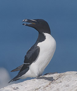 Razorbill (Alca torda) photo image
