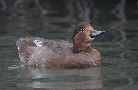 Redhead (Aythya americana) photo