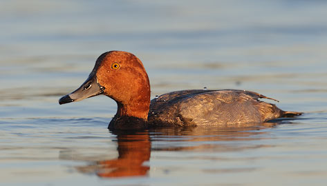 Redhead (Aythya americana) photo