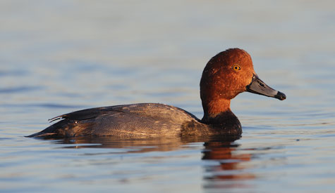 Redhead (Aythya americana) photo