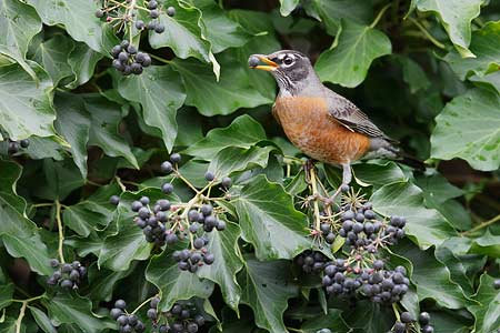 American Robin (Turdus migratorius) photo