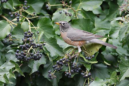 American Robin (Turdus migratorius) photo