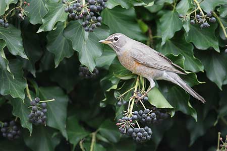 American Robin (Turdus migratorius) photo