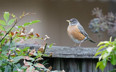 American Robin (Turdus migratorius) photo