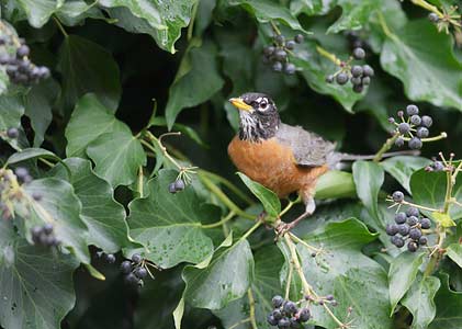 American Robin (Turdus migratorius) photo