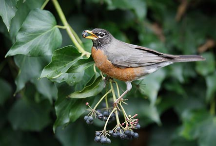 American Robin (Turdus migratorius) photo