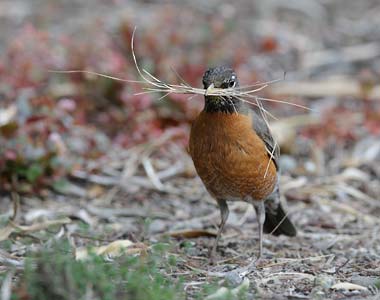 American Robin (Turdus migratorius) photo