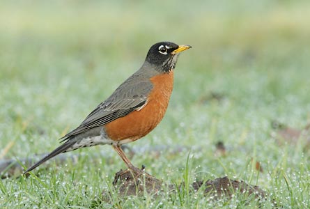 American Robin (Turdus migratorius) photo