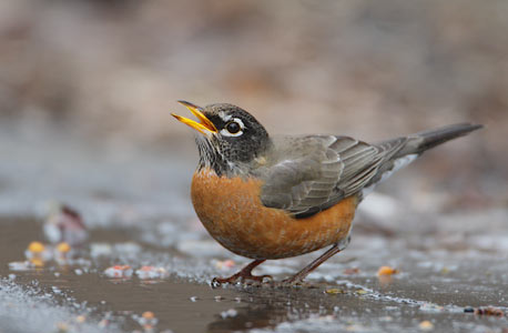 American Robin (Turdus migratorius) photo