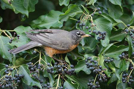 American Robin (Turdus migratorius) photo