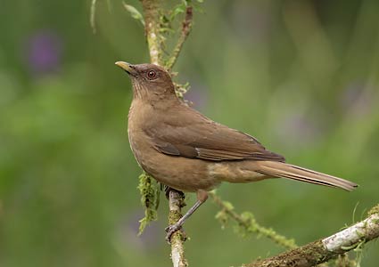 Clay-colored Thrush (Turdus grayi) photo image