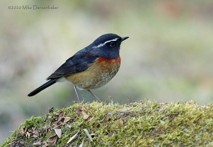 Collared Bush Robin (Tarsiger johnstoniae) photo