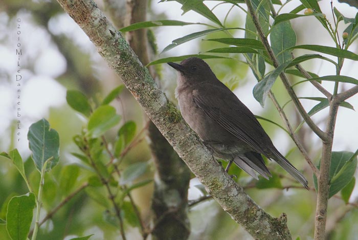 Mountain Robin (Turdus plebejus) photo