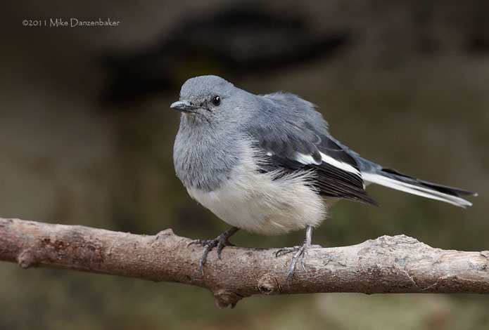 Oriental Magpie-Robin (Copsychus saularis) photo