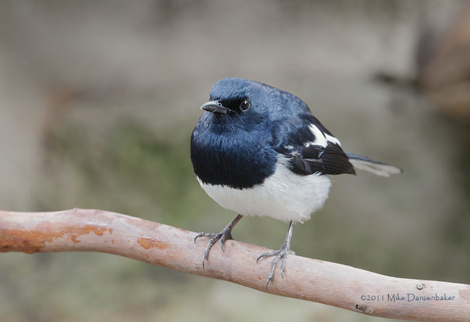 Oriental Magpie-Robin (Copsychus saularis) photo