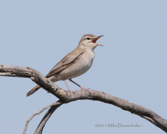 Rufous-tailed Scrub Robin (Erythropygia galactotes) photo