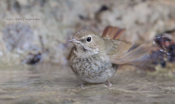 Rufous-tailed Robin (Luscinia sibilans) photo