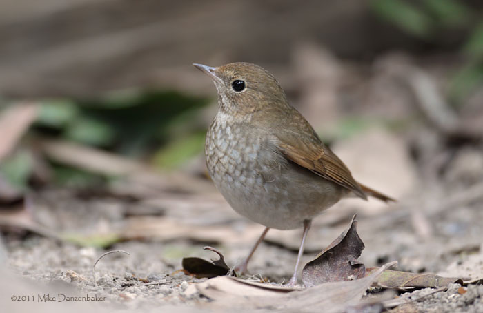Rufous-tailed Robin (Luscinia sibilans) photo