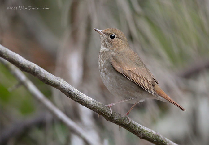 Rufous-tailed Robin (Luscinia sibilans) photo