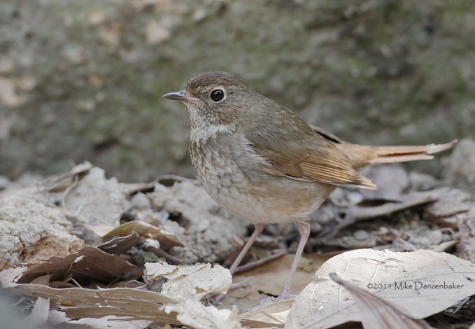 Rufous-tailed Robin (Luscinia sibilans) photo