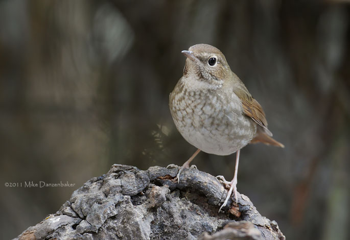 Rufous-tailed Robin (Luscinia sibilans) photo
