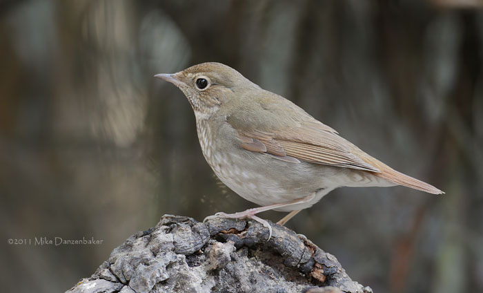 Rufous-tailed Robin (Luscinia sibilans) photo
