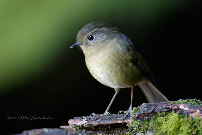 White-browed Bush Robin (Tarsiger indicus) photo
