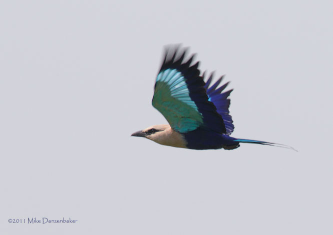 Blue-bellied Roller (Coracias cyanogaster) photo