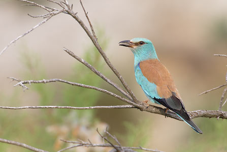 European Roller (Coracias garrulus) photo
