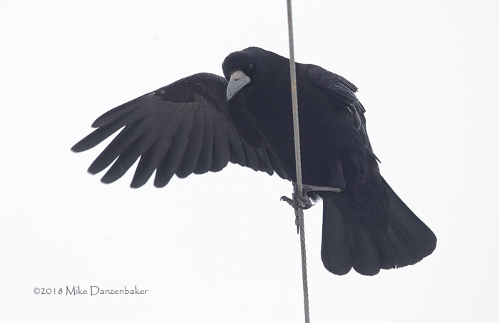 Rook (Corvus frugilegus) photo