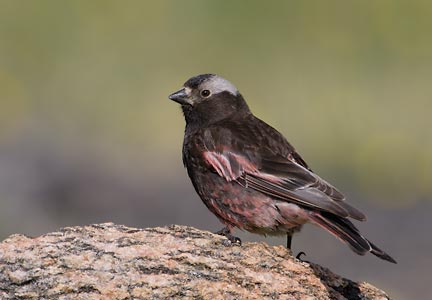 Black Rosy-Finch (Leucosticte atrata) photo image