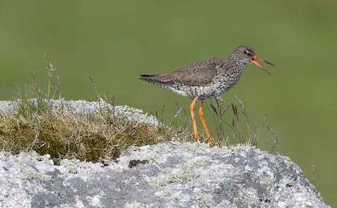 Common Redshank (Tringa totanus) photo
