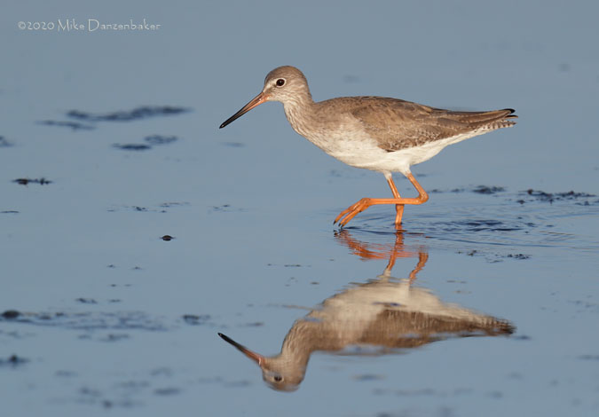 Common Redshank (Tringa totanus) photo