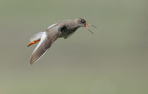 Common Redshank (Tringa totanus) photo
