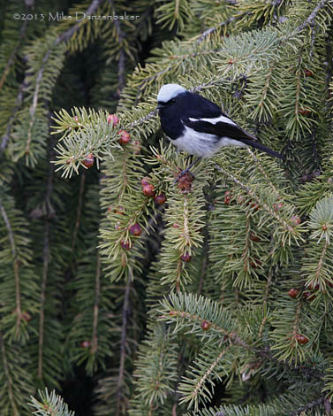 Blue-capped Redstart (Phoenicurus caeruleocephala) photo