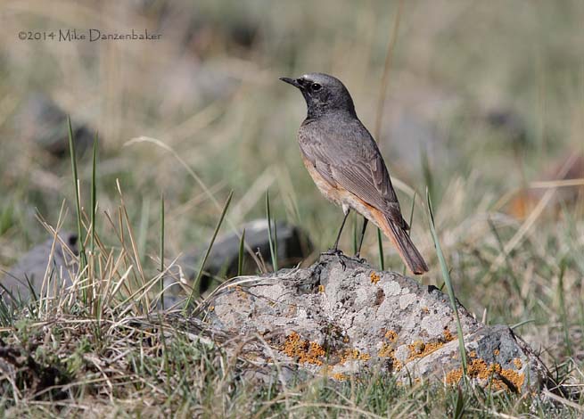 Black Redstart (Phoenicurus ochruros) photo