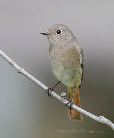 Daurian Redstart (Phoenicurus auroreus) photo
