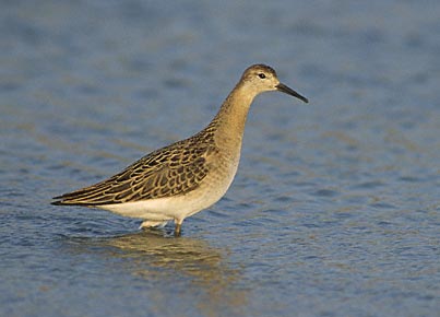 Ruff (Philomachus pugnax) photo image
