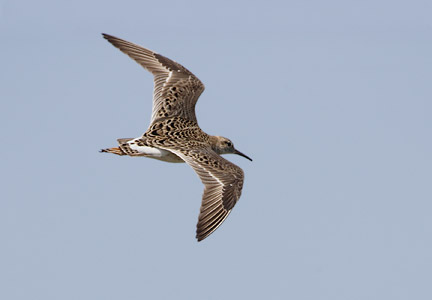 Ruff (Philomachus pugnax) photo