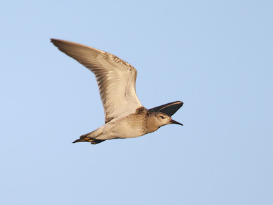 Ruff (Philomachus pugnax) photo