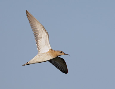 Ruff (Philomachus pugnax) photo