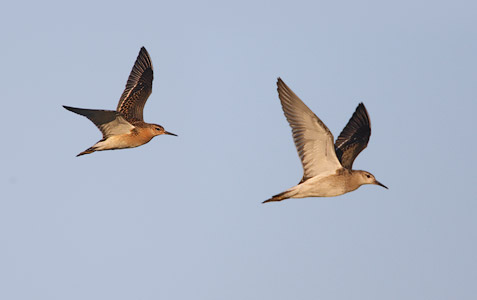 Ruff (Philomachus pugnax) photo